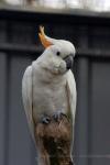 Citron-crested cockatoo *