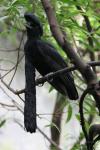 Long-wattled umbrellabird *