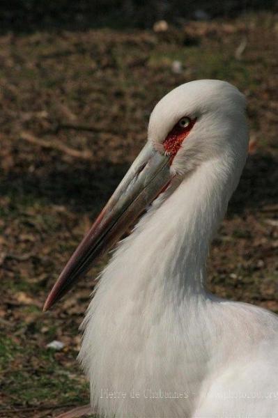 Maguari stork *