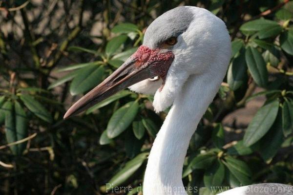 Wattled crane *