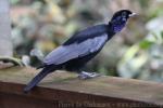 Bare-necked fruitcrow *