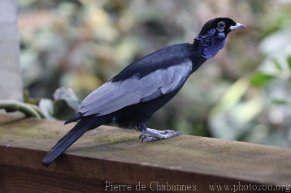 Bare-necked fruitcrow *