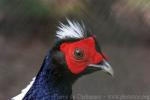 Swinhoe's pheasant *