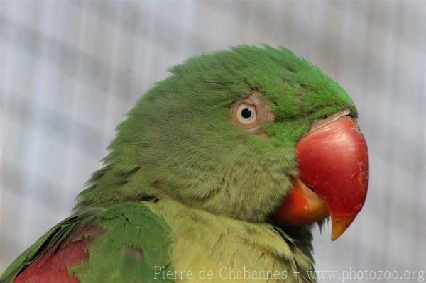 Alexandrine parakeet *