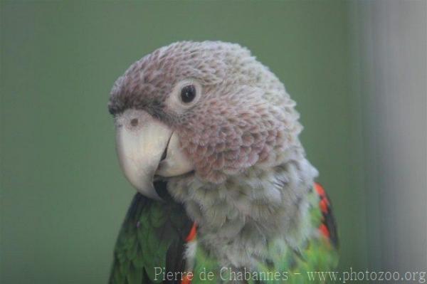Brown-necked parrot *