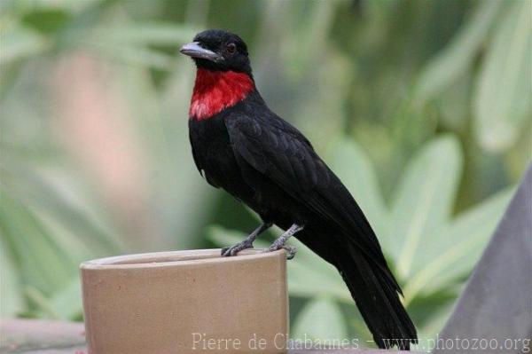 Purple-throated fruit-crow *