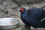 Mikado pheasant *