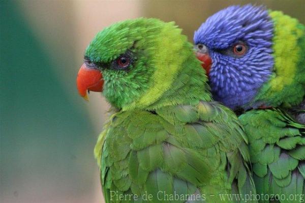 Weber's lorikeet *