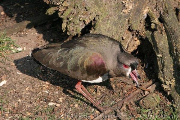 Southern lapwing *