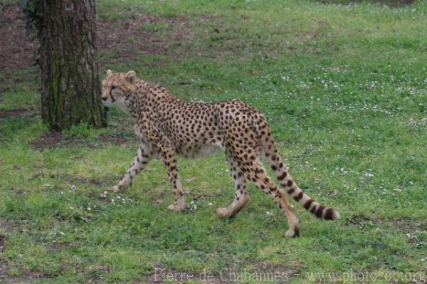 Sudan Cheetah