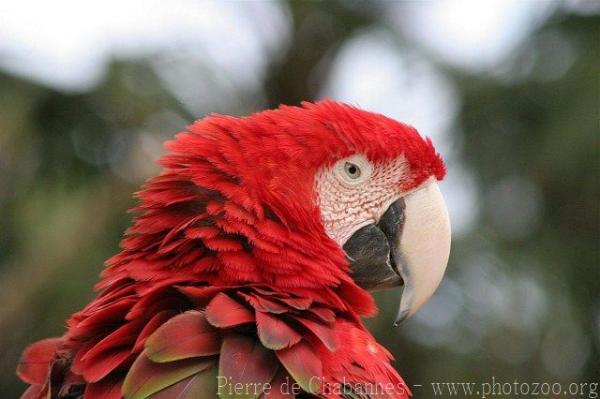 Green-winged macaw