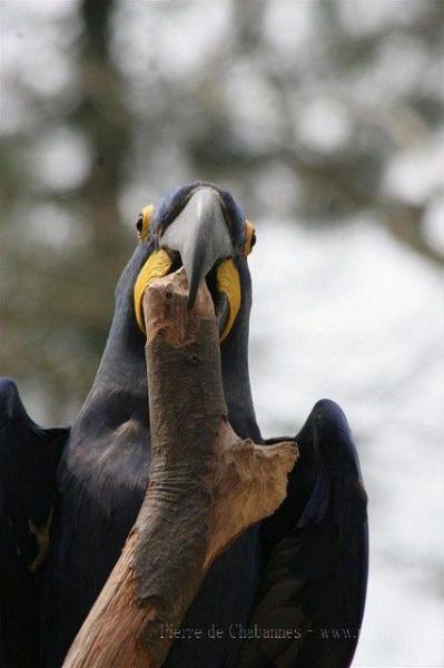 Hyacinth macaw