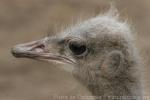 South-African ostrich