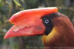 Northern rufous hornbill *