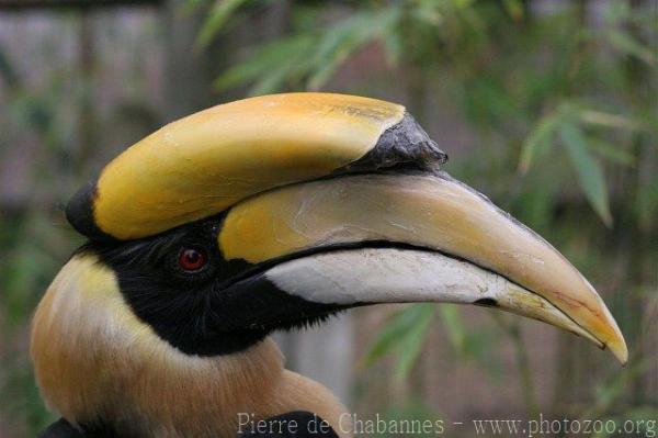 Great hornbill