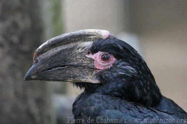 Trumpeter hornbill