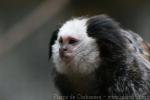 Geoffroy's tufted-ear marmoset