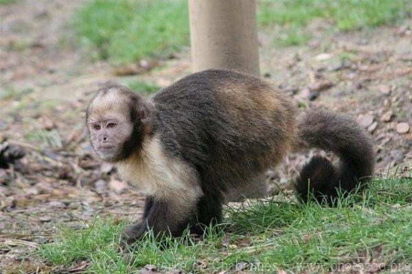 Yellow-breasted capuchin