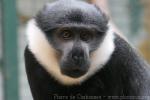 L'Hoest's monkey