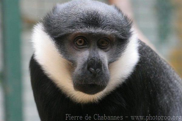 L'Hoest's monkey