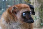 Blue-eyed black lemur