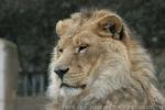 African lion