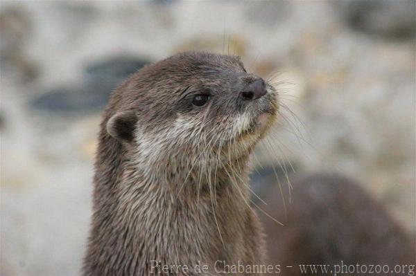 Asian small-clawed otter