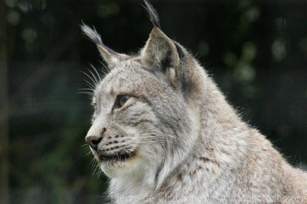 Eurasian lynx