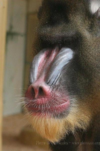 Mandrill