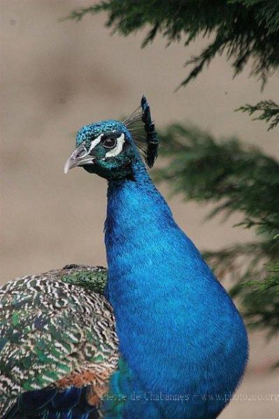 Indian peafowl