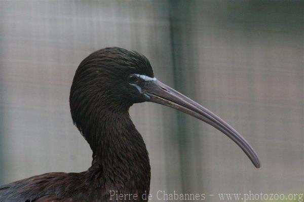 Glossy ibis