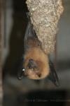 Rodrigues flying-fox