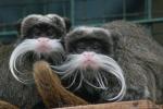 Emperor tamarin