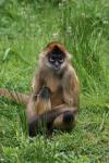 Central American spider monkey