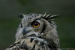 Eurasian eagle-owl