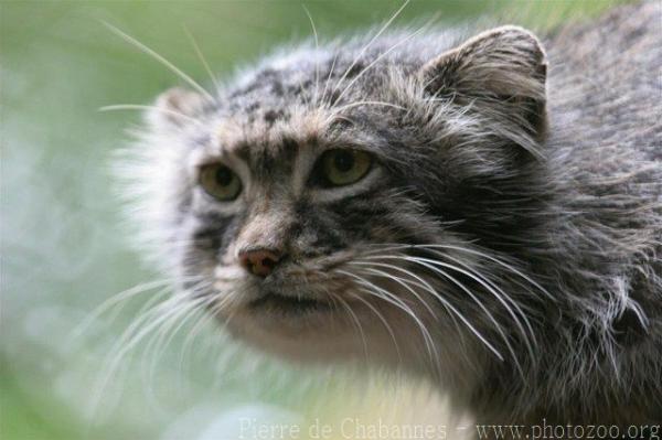 Pallas's cat