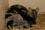 Owston's palm civet *