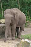 Asian elephant