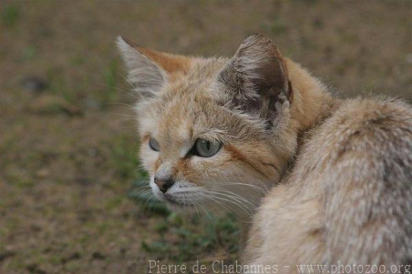 Sand cat