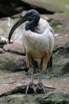 African sacred ibis