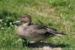 Northern pintail