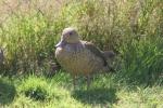 Madagascar teal