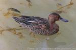 Cinnamon teal *