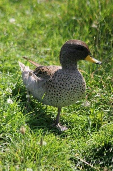 Speckled teal