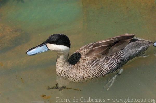 Puna teal