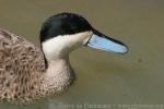 Puna teal