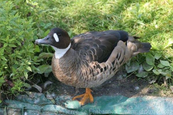 Spectacled duck