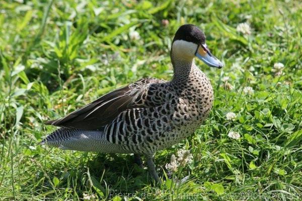 Silver teal