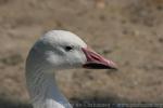 Snow goose