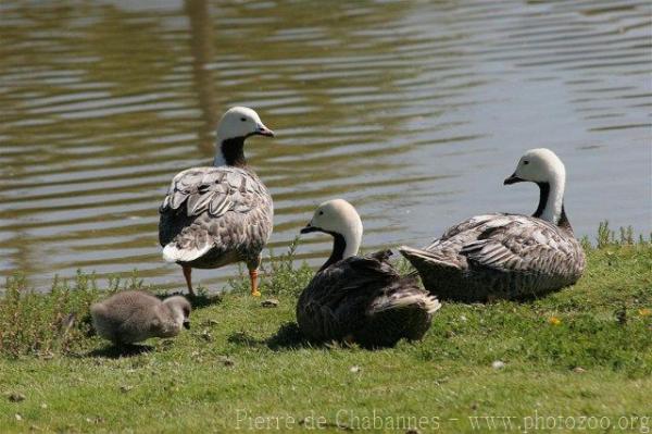 Emperor goose